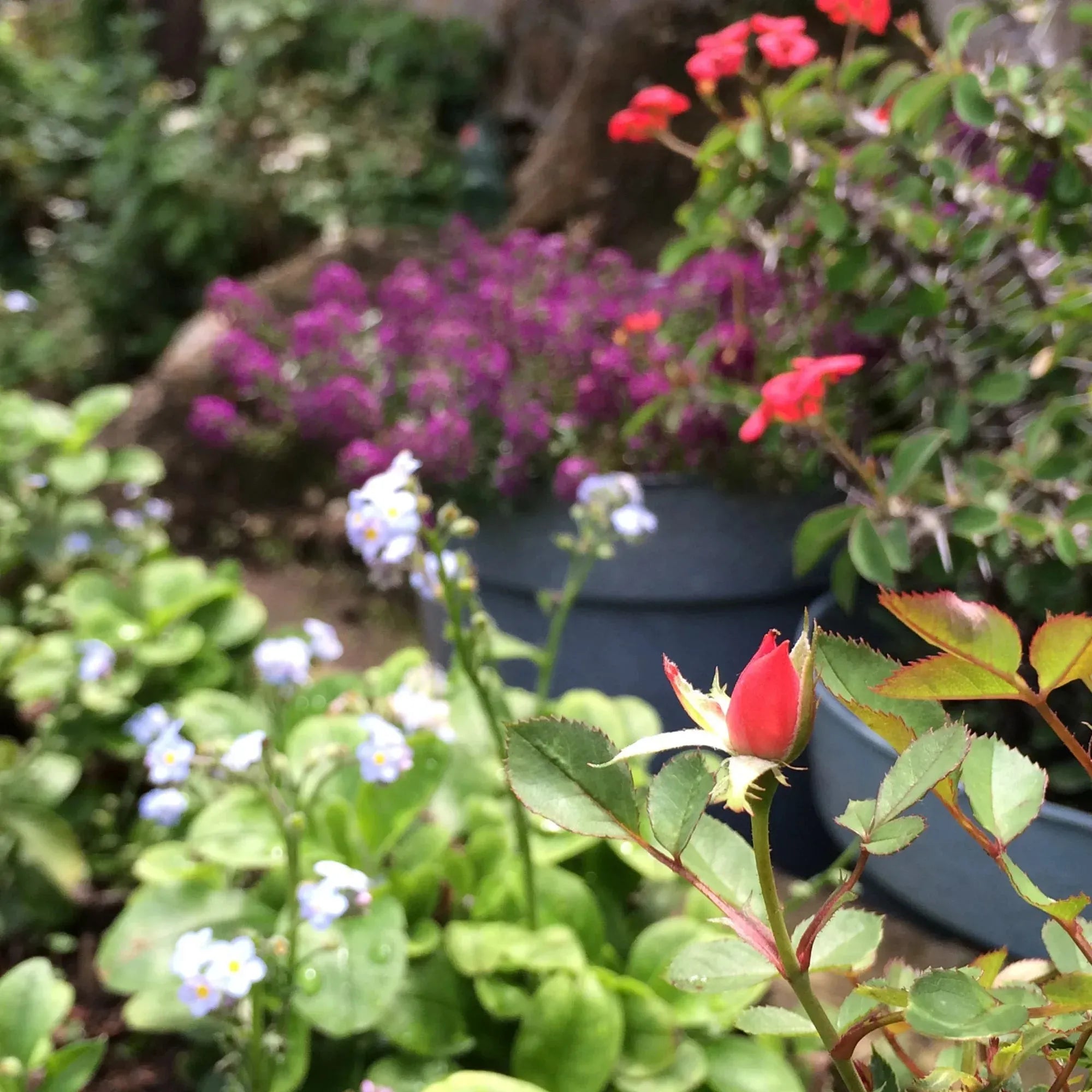 Treble Clef Silver Pendant with Real Flowers - Ideal Gift for Music Lovers